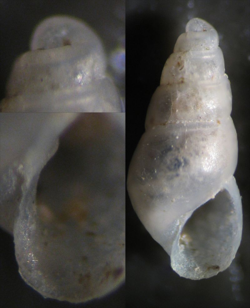 Odostomia1 Cannizzaro